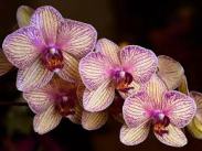 orchids